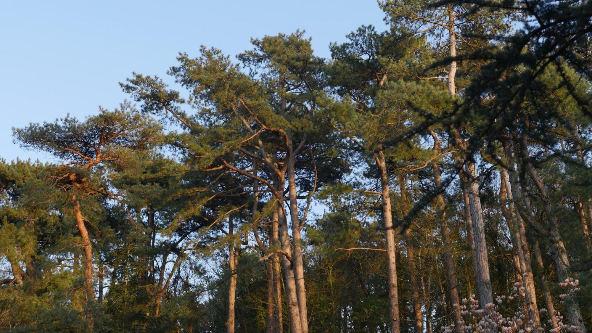 Bain De Foret - Lodges Cosy & Spa Neufchatel-Hardelot Exterior photo